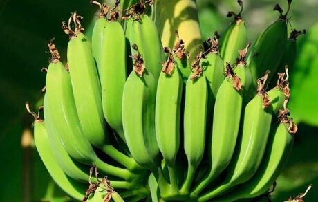 اولین گلخانه مدرن موز در یزد اجرایی شد