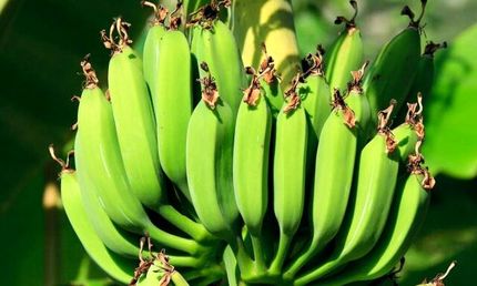 اولین گلخانه مدرن موز در یزد اجرایی شد