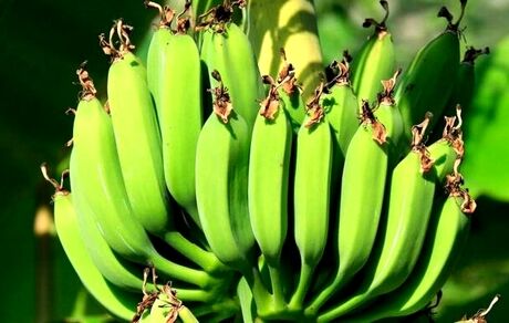 اولین گلخانه مدرن موز در یزد اجرایی شد