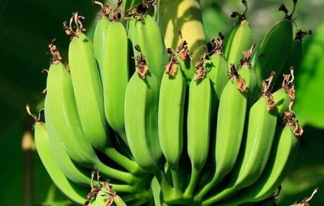 اولین گلخانه مدرن موز در یزد اجرایی شد
