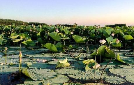 استاندار گیلان: عمق تالاب انزلی از ۱۰ متر به ۲۰ سانتی‌متر رسیده است / رشت و انزلی تا سه سال آینده غیرقابل سکونت می‌شوند