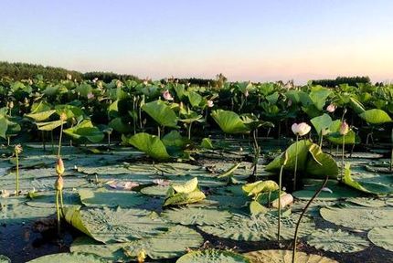 استاندار گیلان: عمق تالاب انزلی از ۱۰ متر به ۲۰ سانتی‌متر رسیده است / رشت و انزلی تا سه سال آینده غیرقابل سکونت می‌شوند