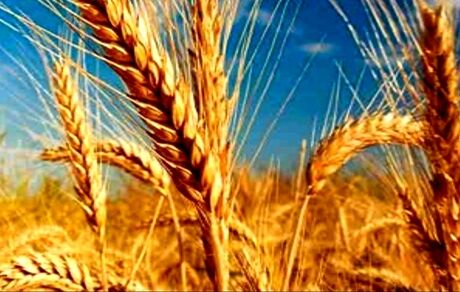 خرید تضمینی گندم در استان آذربایجان‌شرقی، ۷۵ درصد افزایش یافت