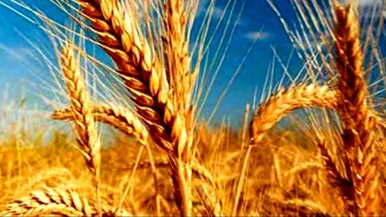 خرید تضمینی گندم در استان آذربایجان‌شرقی، ۷۵ درصد افزایش یافت
