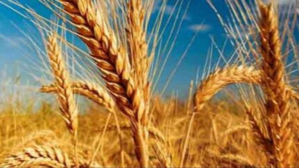خرید تضمینی گندم در استان آذربایجان‌شرقی، ۷۵ درصد افزایش یافت