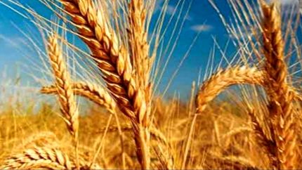 خرید تضمینی گندم در استان آذربایجان‌شرقی، ۷۵ درصد افزایش یافت