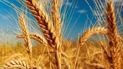 خرید تضمینی گندم در استان آذربایجان‌شرقی، ۷۵ درصد افزایش یافت