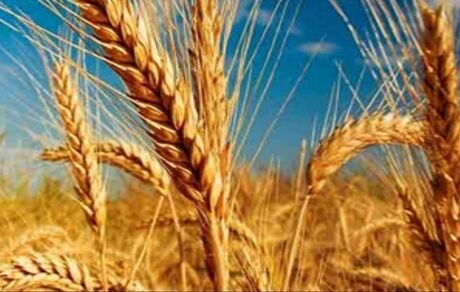 خرید تضمینی گندم در استان آذربایجان‌شرقی، ۷۵ درصد افزایش یافت