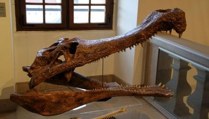 کشف جد ۸۰ میلیون ساله تمساح‌ها در مصر باستان