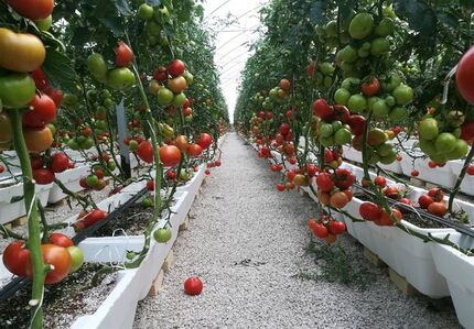 برداشت ۸۰ هزار تن انواع محصولات گلخانه‌ای در استان سیستان و بلوچستان