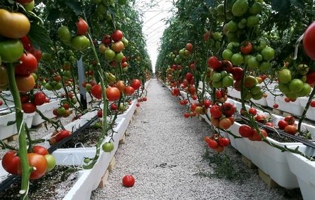 برداشت ۸۰ هزار تن انواع محصولات گلخانه‌ای در استان سیستان و بلوچستان