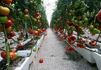 برداشت ۸۰ هزار تن انواع محصولات گلخانه‌ای در استان سیستان و بلوچستان