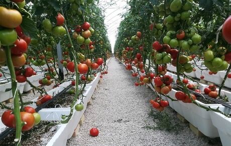 برداشت ۸۰ هزار تن انواع محصولات گلخانه‌ای در استان سیستان و بلوچستان