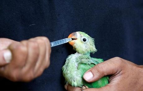 گرمای بی سابقه در هند عامل از حال رفتن پرندگان؟