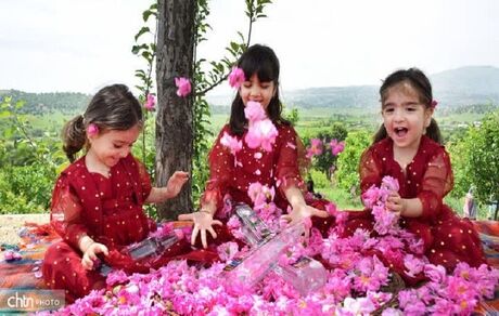 ثبت جشنواره گلاب‌گیری بانه در تقویم گردشگری