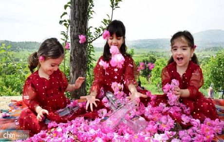 ثبت جشنواره گلاب‌گیری بانه در تقویم گردشگری