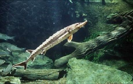 کوچ بی‌بازگشت مسافران دریا/ سنت کهن مهاجرت ماهیان در حال از بین رفتن است