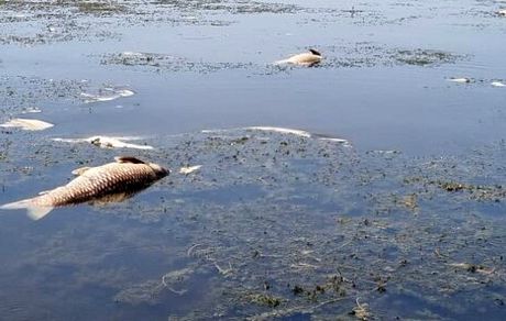 مرگ و میر تعداد زیادی از ماهیان تالاب انزلی / دلیل اعلامی: گرمای هوا