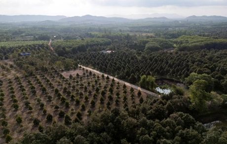 گرمای بی‌سابقه تایلند،  بیش از ۶۰ کشته برجای گذاشت