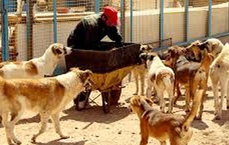 سگ‌های بلاصاحب در یزد صاحب پناهگاه می شوند