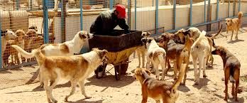 سگ‌های بلاصاحب در یزد صاحب پناهگاه می شوند