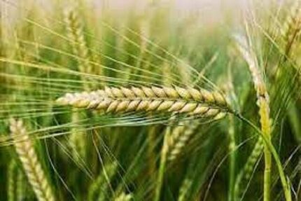 خرید تضمینی حدود ۱۱هزار تن جو در استان همدان