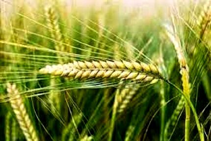 خرید تضمینی حدود ۱۱هزار تن جو در استان همدان
