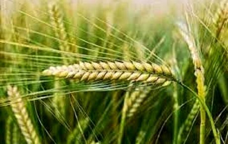 خرید تضمینی حدود ۱۱هزار تن جو در استان همدان