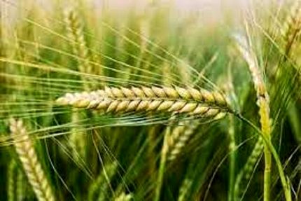 خرید تضمینی حدود ۱۱هزار تن جو در استان همدان