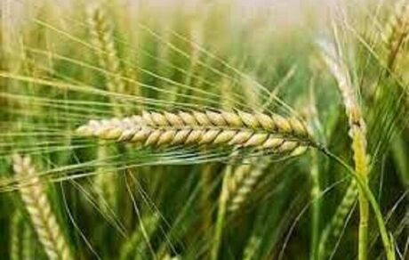 خرید تضمینی حدود ۱۱هزار تن جو در استان همدان