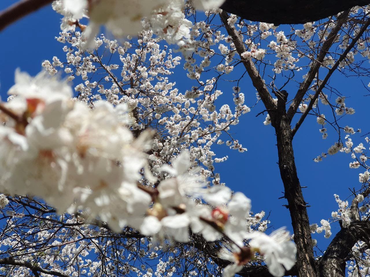 بهار شکوفه داد