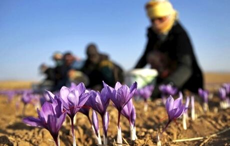 سهم ناچیز ایران در بازار جهانی زعفران علی رغم ۹۵ درصد تولید!