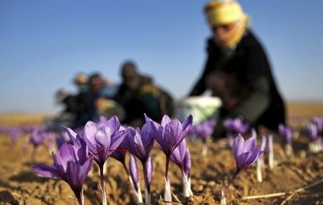 سهم ناچیز ایران در بازار جهانی زعفران علی رغم ۹۵ درصد تولید!