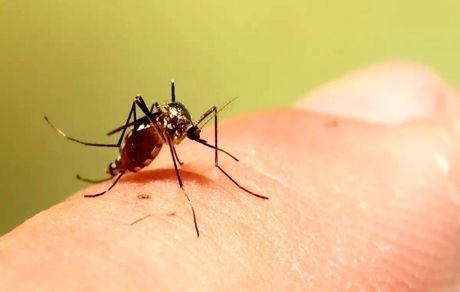 پشه ناقل بیماری آئدس در جیرفت دیده شد