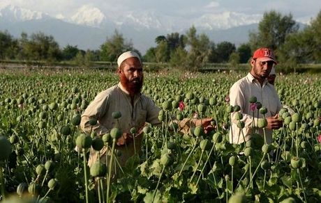 کاهش ۹۵ درصدی کشت خشخاش در افغانستان