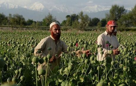 کاهش ۹۵ درصدی کشت خشخاش در افغانستان