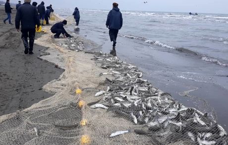 راه‌اندازی سه مرکز بازسازی و حفاظت از ذخایر ژنتیکی آبزیان