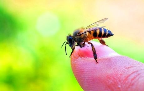  بعد از نیش زنبور عسل چه کار کنیم