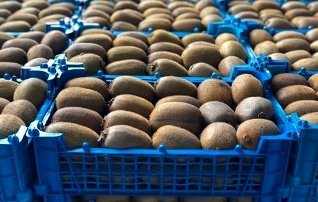 آمادگی برای صادرات نیمی از کیوی تولیدی استان گیلان