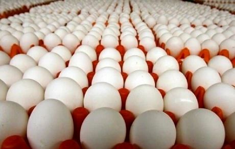 افزایش دو برابری صادرات تخم مرغ از استان مرکزی