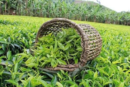 نرخ خرید تضمینی برگ سبز چای برای سال ۱۴۰۴ ابلاغ شد