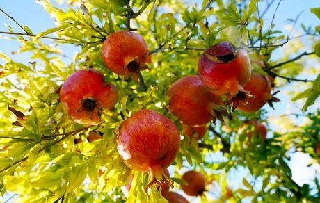 جشنواره انار ساوه میزبان پژوهشگران خواهدبود