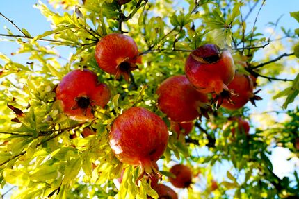 جشنواره انار ساوه میزبان پژوهشگران خواهدبود