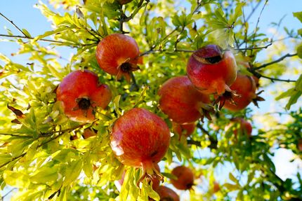 جشنواره انار ساوه میزبان پژوهشگران خواهدبود