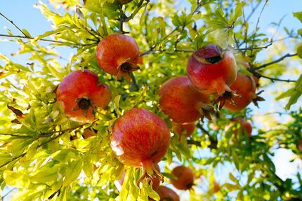 جشنواره انار ساوه میزبان پژوهشگران خواهدبود