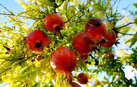 جشنواره انار ساوه میزبان پژوهشگران خواهدبود