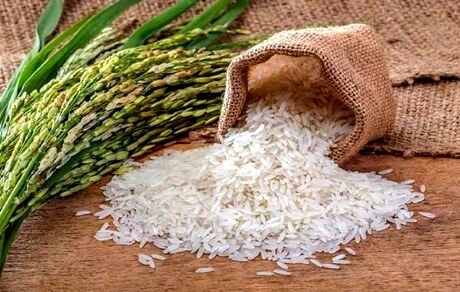 سرانه مصرف برنج هر ایرانی، ۳۴ کیلو در سال است