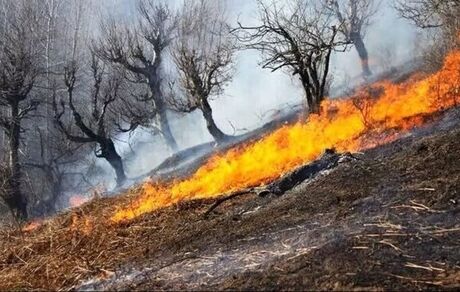 آتش‌سوزی در ارتفاعات بمو شیراز ادامه دارد