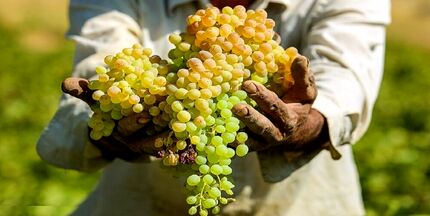 شاهرود میزبان جشنواره ملی انگور