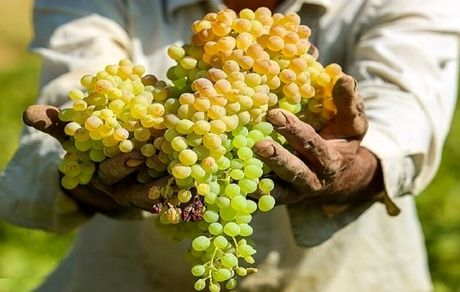 شاهرود میزبان جشنواره ملی انگور